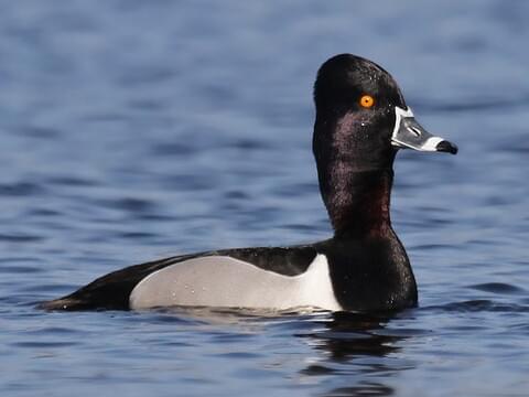 Ring Necked Duck Identification All About Birds Cornell Lab Of