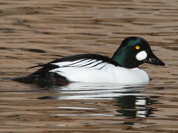 Similar Species to Common Goldeneye, All About Birds, Cornell Lab of  Ornithology