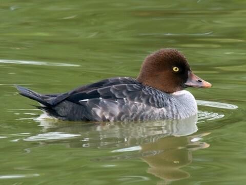 Common Goldeneye Identification, All About Birds, Cornell Lab of Ornithology