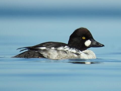 Common Goldeneye Identification, All About Birds, Cornell Lab of Ornithology