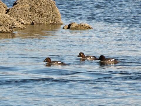 Barrow's Goldeneye Identification, All About Birds, Cornell Lab of  Ornithology