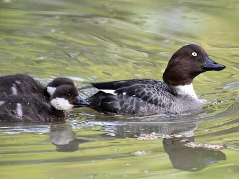 Barrow's Goldeneye Identification, All About Birds, Cornell Lab of  Ornithology