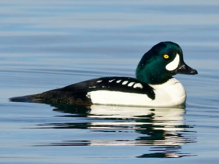 Similar Species to Common Goldeneye, All About Birds, Cornell Lab of  Ornithology