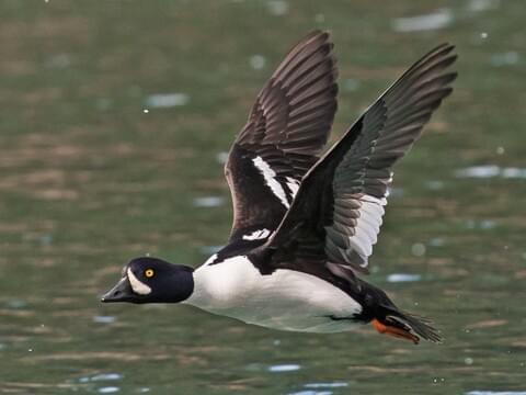 Barrow's Goldeneye Identification, All About Birds, Cornell Lab of  Ornithology