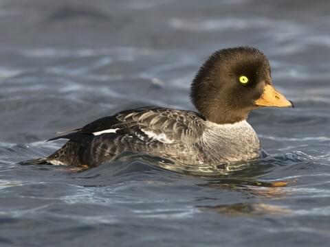 Barrow's goldeneye  Washington Department of Fish & Wildlife