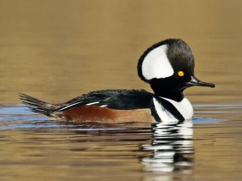 Hooded Merganser Identification, All About Birds, Cornell Lab of ...