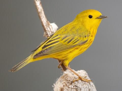 Northern Yellow Warbler Adult male