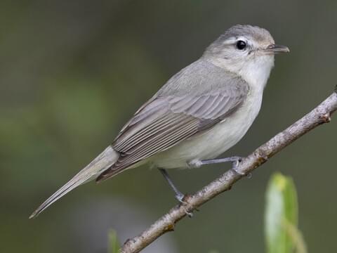 Western Warbling Vireo 