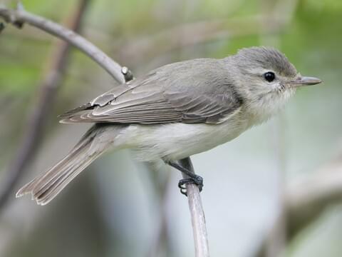 Eastern Warbling Vireo 