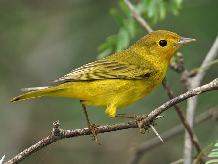 Similar Species to Northern Yellow Warbler, All About Birds