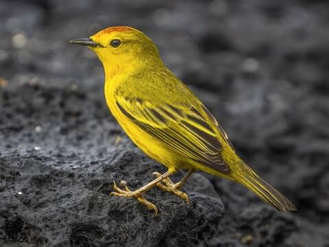 Mangrove Yellow Warbler Identification, All About Birds, Cornell