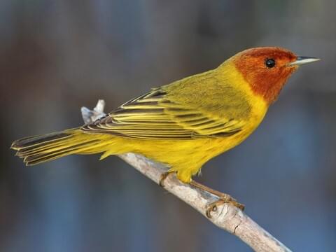 Mangrove Yellow Warbler Adult male (Mexican)