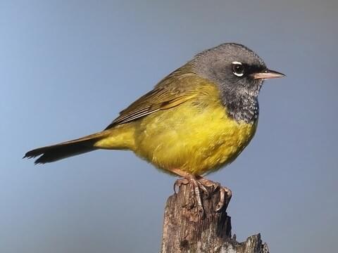 Warbler Id Chart