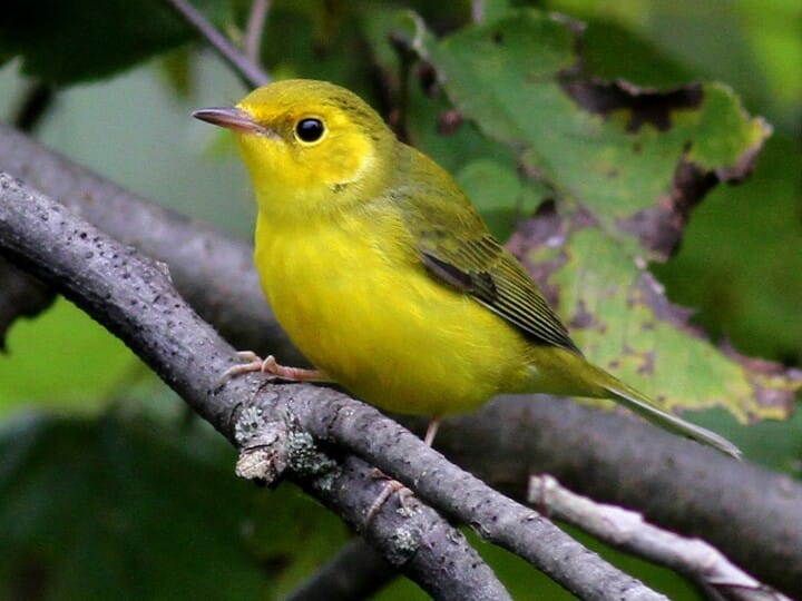Hooded Warblers and one Common Yellowthroat