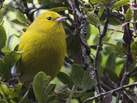 Anianiau Identification, All About Birds, Cornell Lab of Ornithology