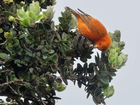 Hawaii Akepa Identification, All About Birds, Cornell Lab of