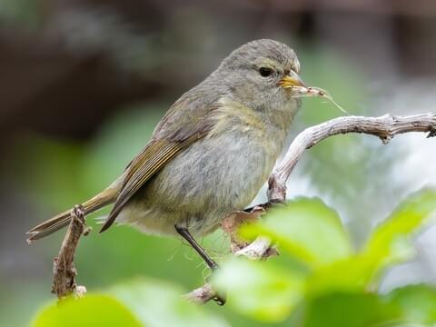 Photos and Videos for Hawaii Akepa, All About Birds, Cornell Lab
