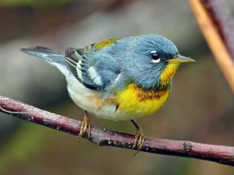 Northern Parula Identification, All About Birds, Cornell Lab of Ornithology
