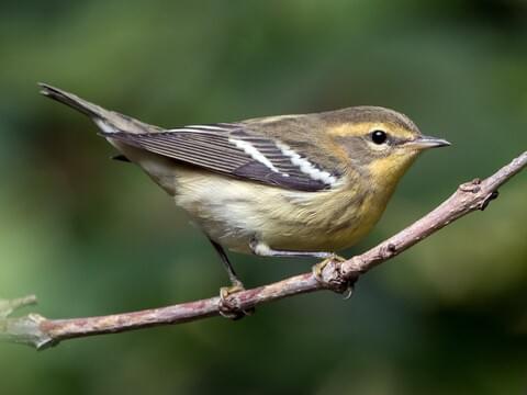 Warbler Chart