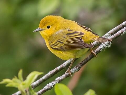 Warbler Identification Chart