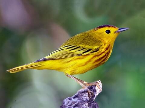 Yellow Warbler Identification, All About Birds, Cornell Lab of Ornithology