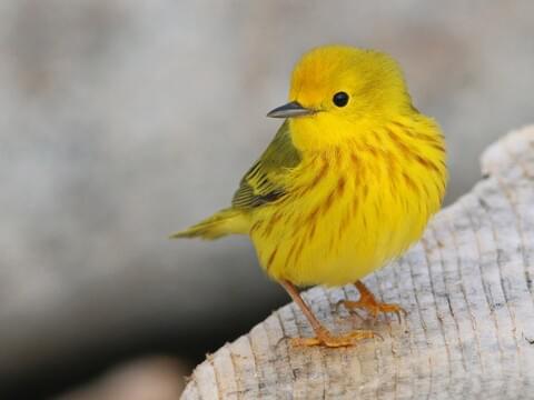 Yellow Warbler Identification, All About Birds, Cornell Lab of ...