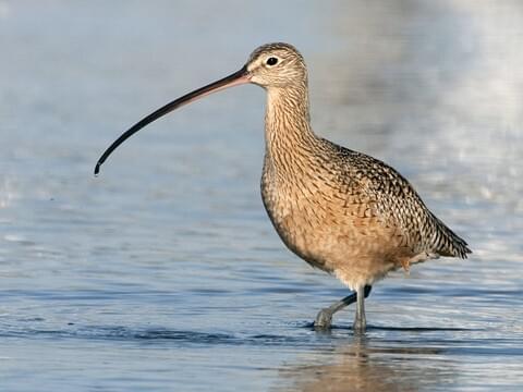 Shore Bird Identification Chart