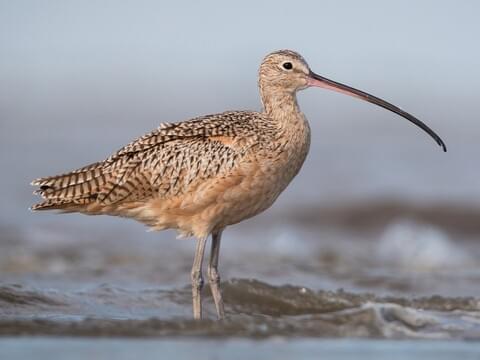 Long-billed Curlew