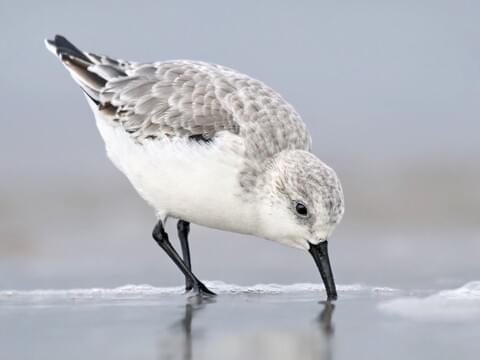 Sanderling Identification, All About Birds, Cornell Lab of Ornithology