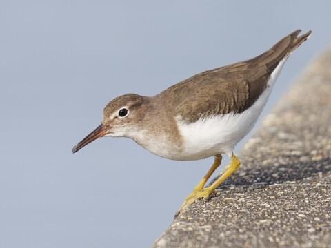 Shore Bird Identification Chart