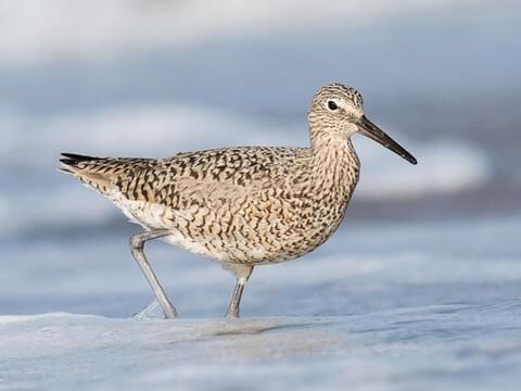 Shore Bird Identification Chart