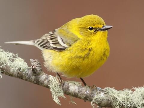 Warbler Chart