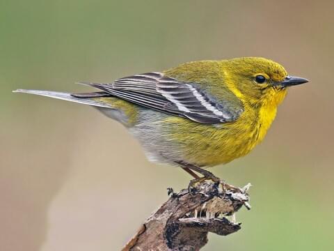 Pine Warbler Identification, All About Birds, Cornell Lab of Ornithology