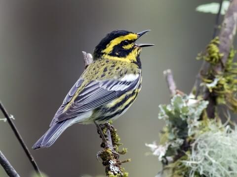 Townsend's Warbler Identification, All About Birds, Cornell Lab of Ornithology