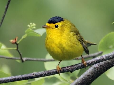 Wilson's Warbler Identification, All About Birds, Cornell Lab of Ornithology