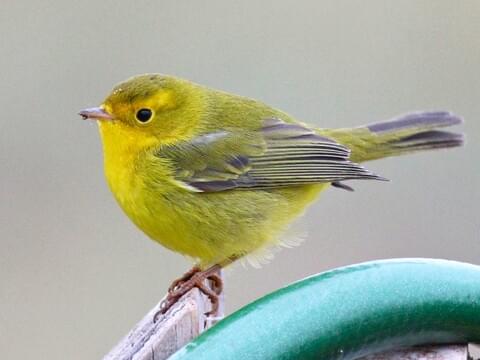 Warbler Id Chart