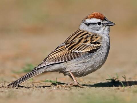 Chipping Sparrow Breeding adult
