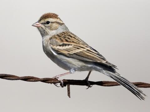 Chipping Sparrow Identification, All About Birds, Cornell Lab of Ornithology