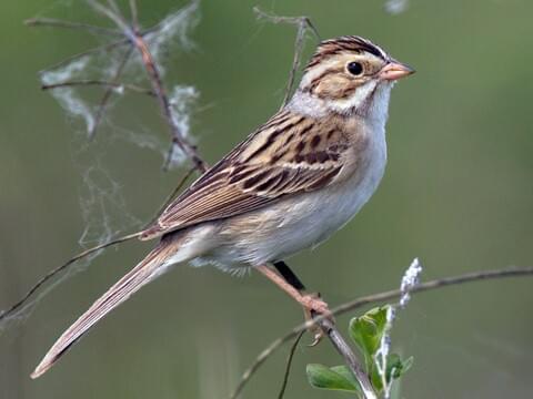 Clay-colored Sparrow Breeding adult