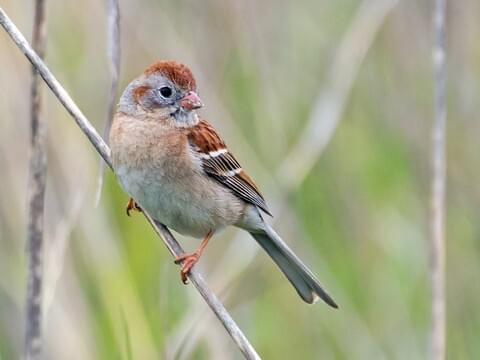 House Sparrow Identification, All About Birds, Cornell Lab of