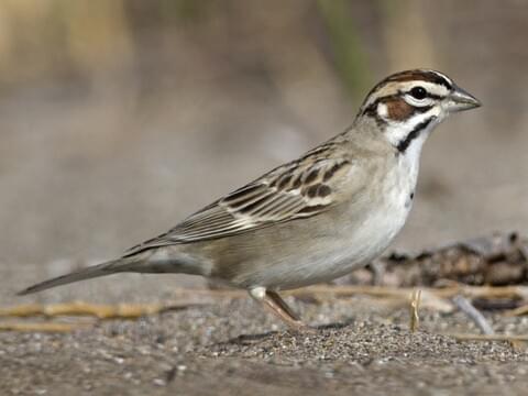 Lark Sparrow Overview All About Birds Cornell Lab Of Ornithology - mockingbird roblox id