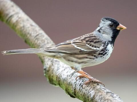 Harris's Sparrow