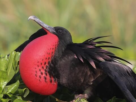 Frigate Bird JPC FG +α Great Frigatebird Identification, All About Birds, Cornell Lab of