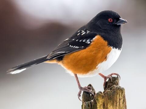 Image result for Spotted towhee