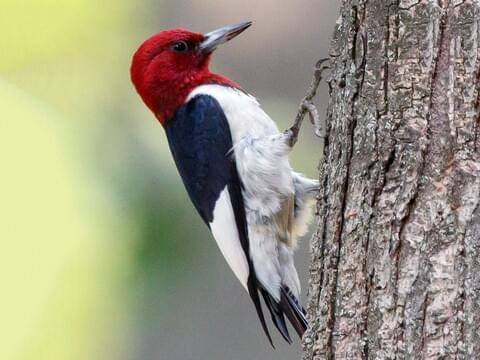 Red-headed woodpeckers