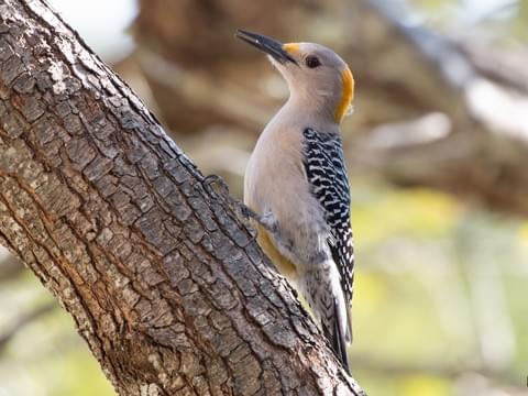 Golden- Fronted Woodpecker