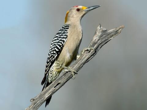 Golden-fronted Woodpecker Identification, All About Birds, Cornell Lab of Ornithology