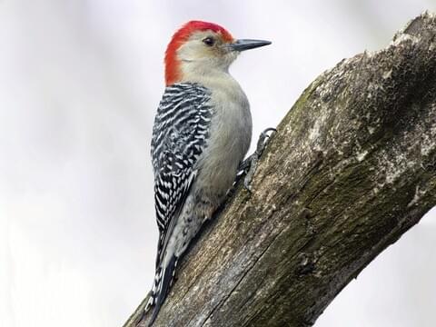 Red Bellied Woodpecker Identification All About Birds Cornell Lab Of Ornithology,Baked Tuna Steak Recipes