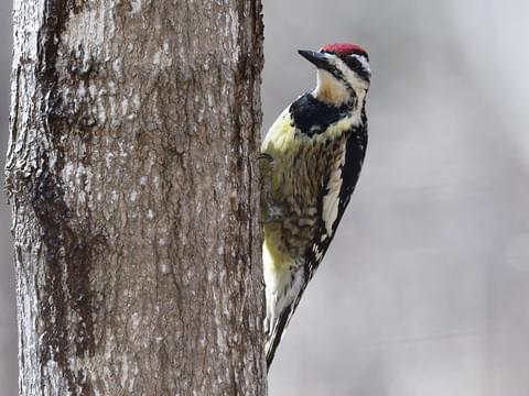 Yellow-bellied Sapsucker Identification, All About Birds, Cornell Lab of Ornithology