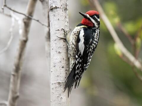 Yellow-bellied Sapsucker Identification, All About Birds, Cornell Lab of  Ornithology